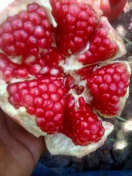 pomegranate-fresh-export-egypt to eu