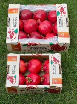 pomegranate-fresh-export-egypt