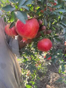hochwertige granatäpfel für globalen export