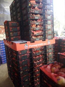 export von granatäpfeln aus ägypten