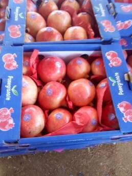 qualitative granatäpfel aus ägypten exportieren