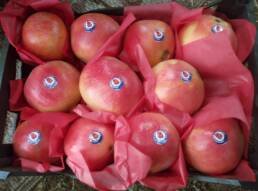 hochwertige granatäpfel für den globalen export